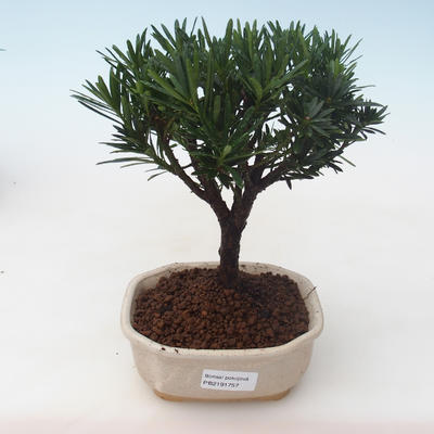 Pokojová bonsai - Podocarpus - Kamenný tis PB2191757 - 1