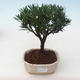 Pokojová bonsai - Podocarpus - Kamenný tis PB2191757 - 1/4