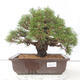 Venkovní bonsai - Pinus thunbergii - Borovice thunbergova - 1/4