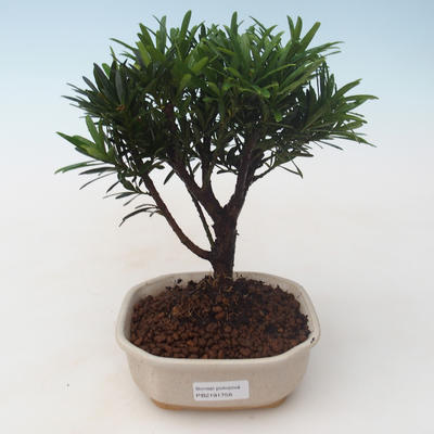 Pokojová bonsai - Podocarpus - Kamenný tis PB2191758 - 1