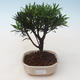 Pokojová bonsai - Podocarpus - Kamenný tis PB2191758 - 1/4