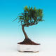 Pokojová bonsai-Podocarpus- kamenný tis PB216759 - 1/4
