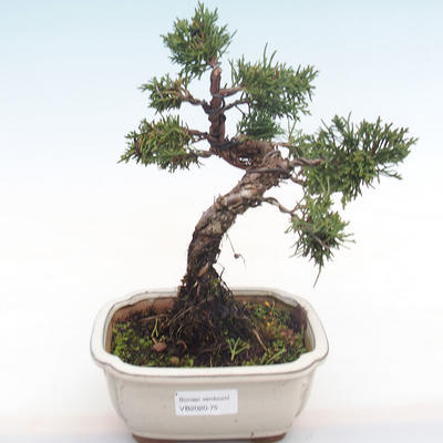 Venkovní bonsai - Juniperus chinensis -Jalovec čínský VB2020-75 - 1