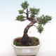 Venkovní bonsai - Juniperus chinensis -Jalovec čínský VB2020-75 - 1/2
