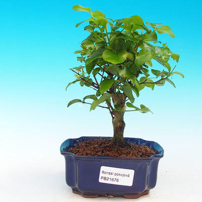 Pokojová bonsai -Ligustrum chinensis - Ptačí zob PB216676 - 1
