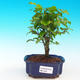 Pokojová bonsai -Ligustrum chinensis - Ptačí zob PB216676 - 1/3