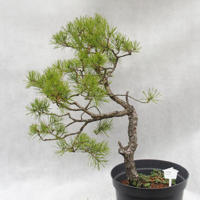 Venkovní bonsai -Borovice lesní - Pinus sylvestris - 1