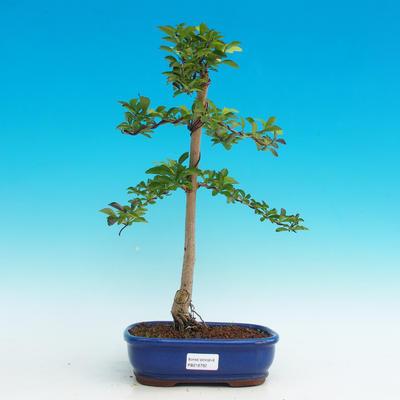 Pokojová bonsai - Duranta PB216762 - 1