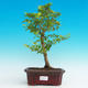 Pokojová bonsai - Duranta PB216763 - 1/3