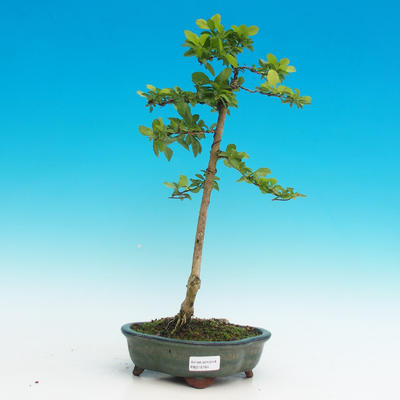 Pokojová bonsai - Duranta PB216764 - 1