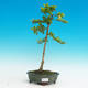 Pokojová bonsai - Duranta PB216764 - 1/3