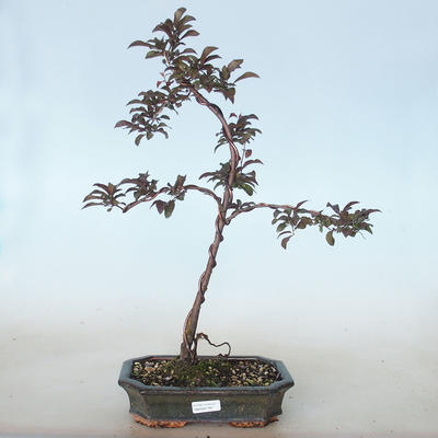 Venkovní bonsai - Prunus spinosa purpurea- Trnka červenolistá VB2020-765