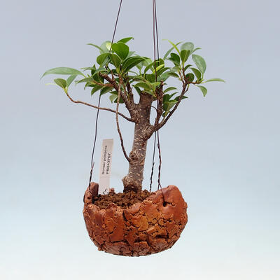 Kokedama v keramice - malolistý ficus - Ficus kimmen - 1