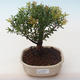Pokojová bonsai - Syzygium - Pimentovník PB2191768 - 1/3