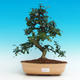 Pokojová bonsai - Carmona macrophylla PB216770 - 1/5
