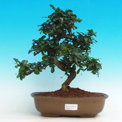 Pokojová bonsai - Carmona macrophylla PB216772 - 1