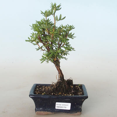 Venkovní bonsai-Mochna křovitá - Potentila žlutá VB2020-772 - 1