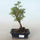 Venkovní bonsai-Mochna křovitá - Potentila žlutá VB2020-772 - 1/2