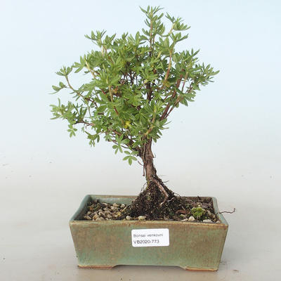 Venkovní bonsai-Mochna křovitá - Potentila žlutá VB2020-773 - 1