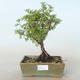 Venkovní bonsai-Mochna křovitá - Potentila žlutá VB2020-773 - 1/2