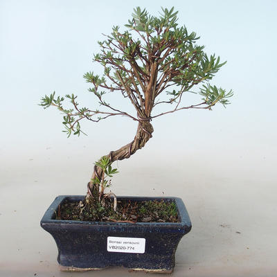 Venkovní bonsai-Mochna křovitá - Potentila žlutá VB2020-774 - 1
