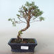 Venkovní bonsai-Mochna křovitá - Potentila žlutá VB2020-774 - 1/2