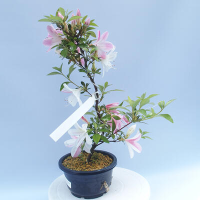 Venkovní bonsai - Japonská azalka - Azalea ASUKA - 1