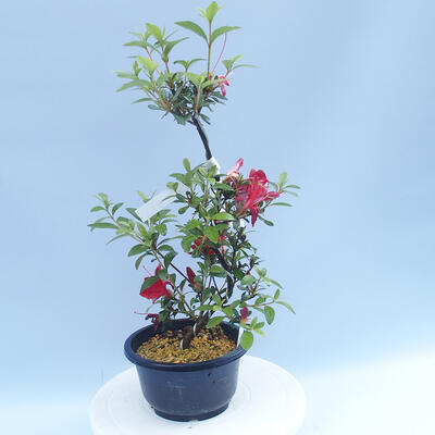 Venkovní bonsai - Japonská azalka - Azalea KORUKO NO TSUKI - 1