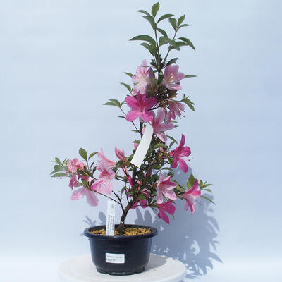 Venkovní bonsai - Japonská azalka - Azalea ASUKA - 1