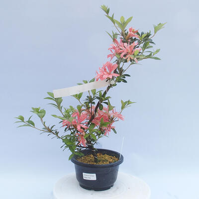 Venkovní bonsai - Japonská azalka - Azalea TATEYAMA NO MAI - 1