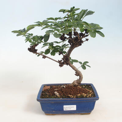 Pokojová bonsai Akebie quinata - Akebie pětičetná - 1