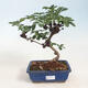 Pokojová bonsai Akebie quinata - Akebie pětičetná - 1/2