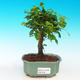 Pokojová bonsai -Ligustrum chinensis - Ptačí zob PB216678 - 1/3