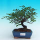 Pokojová bonsai Pistácie PB216780 - 1/5
