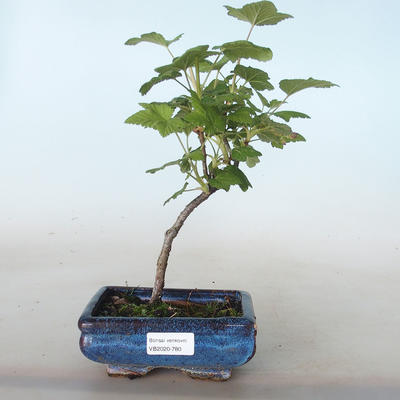 Venkovní bonsai - Meruzalka krvavá - Ribes sanguneum VB2020-780 - 1
