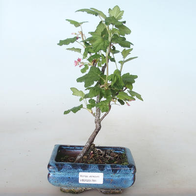 Venkovní bonsai - Meruzalka krvavá - Ribes sanguneum VB2020-781 - 1
