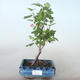 Venkovní bonsai - Meruzalka krvavá - Ribes sanguneum VB2020-781 - 1/2