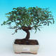 Pokojová bonsai Pistácie PB216783 - 1/5