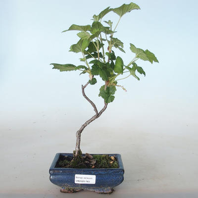 Venkovní bonsai - Meruzalka krvavá - Ribes sanguneum VB2020-783 - 1