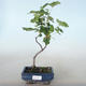 Venkovní bonsai - Meruzalka krvavá - Ribes sanguneum VB2020-783 - 1/2