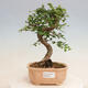 Pokojová bonsai - Ulmus parvifolia - Malolistý jilm - 1/3