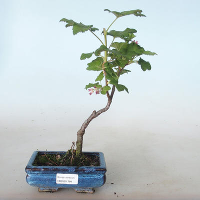 Venkovní bonsai - Meruzalka krvavá - Ribes sanguneum VB2020-784 - 1