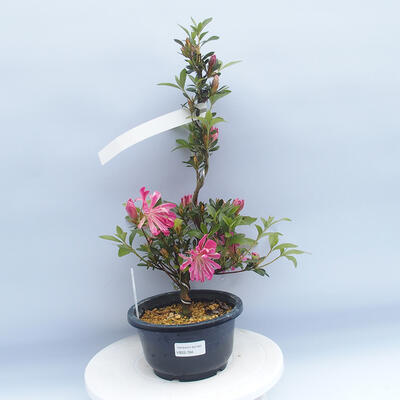 Venkovní bonsai - Japonská azalka - Azalea HANABIN - 1