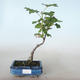 Venkovní bonsai - Meruzalka krvavá - Ribes sanguneum VB2020-784 - 1/2