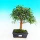 Pokojová bonsai -Australská třešeň PB216785 - 1/4