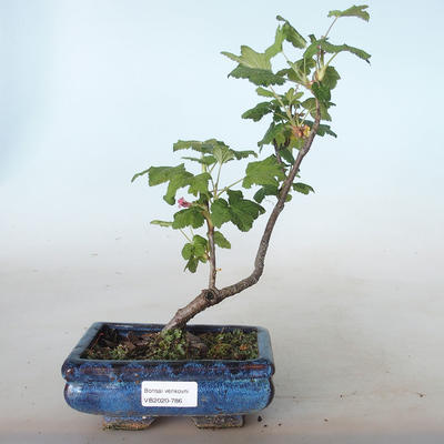 Venkovní bonsai - Meruzalka krvavá - Ribes sanguneum VB2020-786 - 1