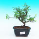 Pokojová bonsai - Sagerécie čajová PB216787 - 1/4