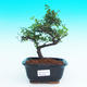 Pokojová bonsai - Sagerécie čajová PB216788 - 1/4