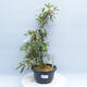 Venkovní bonsai - Japonská azalka - Azalea CHIHIRO - 1/2