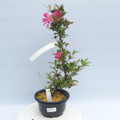 Venkovní bonsai - Japonská azalka - Azalea HANABIN - 1